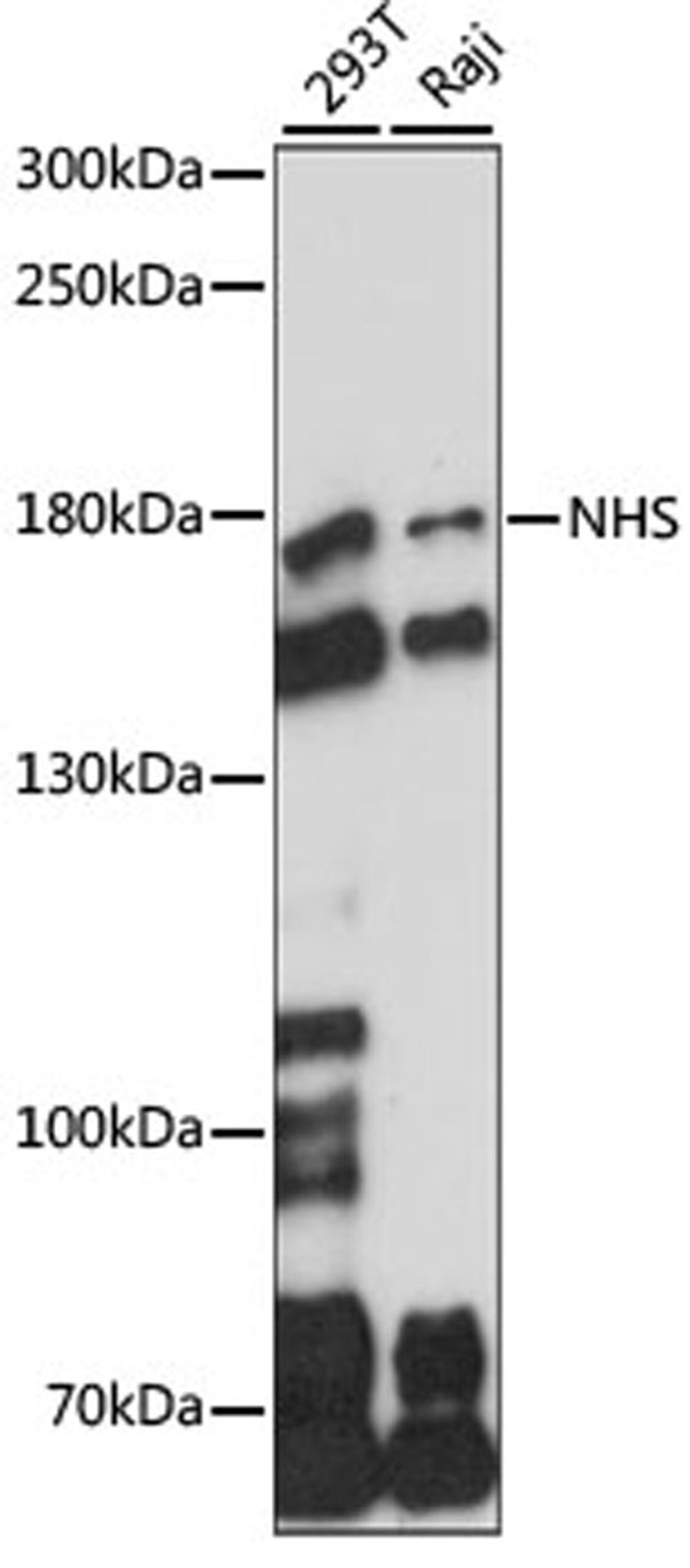 Western blot - NHS antibody (A15295)