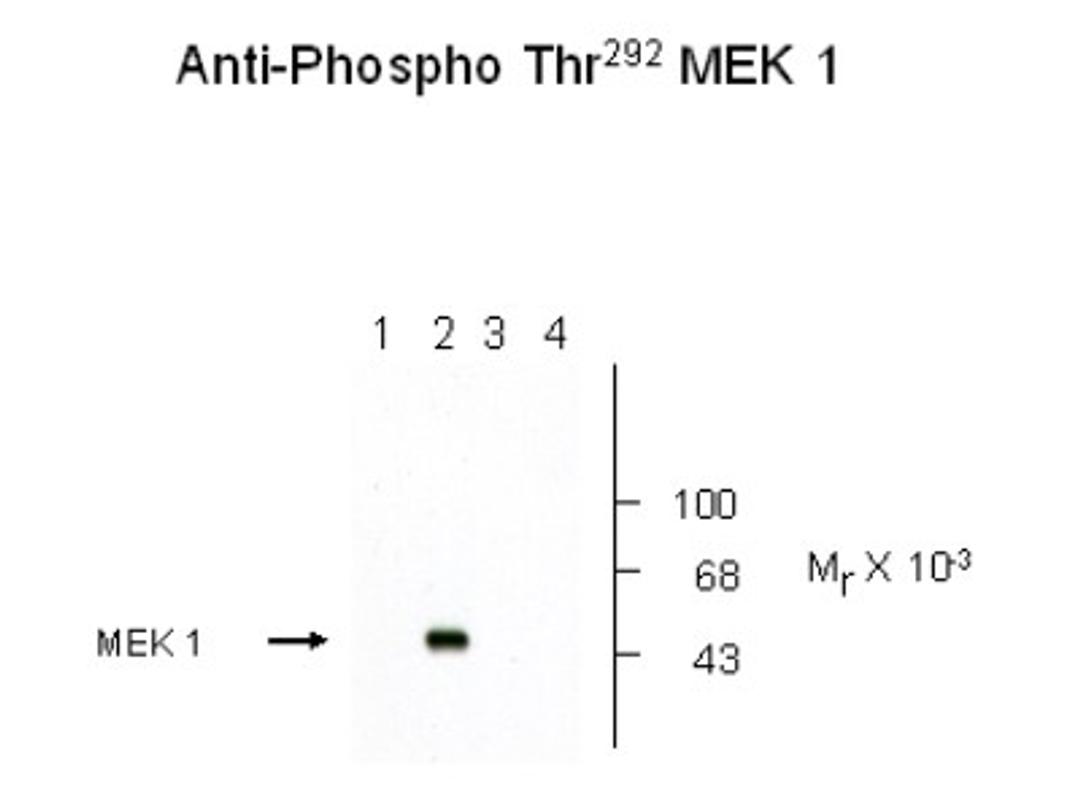 Western Blot: MEK1 [p Thr292] Antibody [NB500-145] - Recombinant wild type and mutant MEK 1 showing immunolabeling of the ~45k MEK-1 protein phosphorylated at Thr292. Lanes 1 and 2 are WT MEK 1 and Lanes 3 and 4 are mutant MEK 1 (T292A). MAP kinase was coexpressed in the samples run in Lanes 2 and 4.