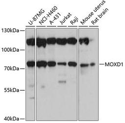 Western blot - MOXD1 antibody (A4600)