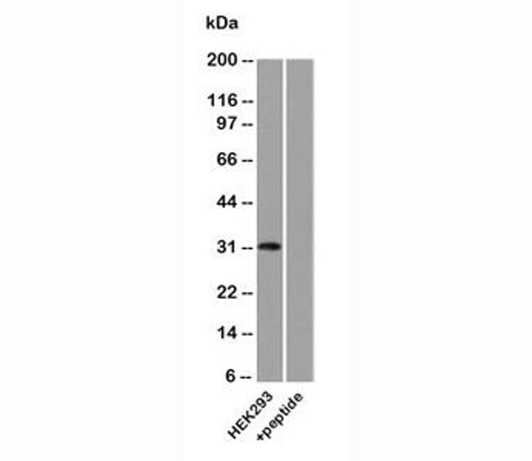 Western blot analysis of human HEK293 lysate using Uroplakin 3A antibody