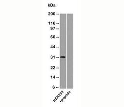 Western blot analysis of human HEK293 lysate using Uroplakin 3A antibody