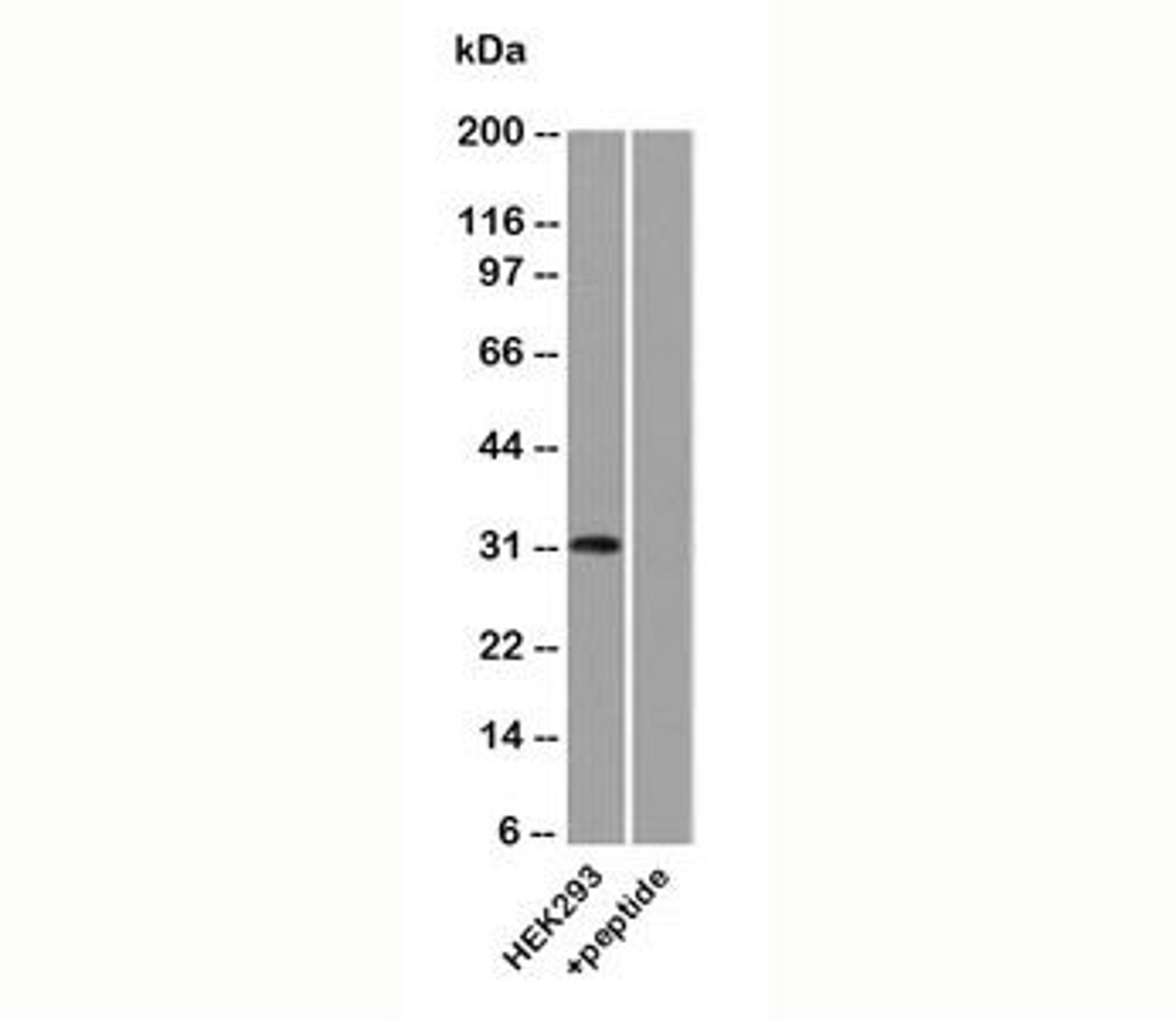 Western blot analysis of human HEK293 lysate using Uroplakin 3A antibody