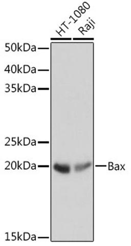 Western blot - Bax antibody (A18642)