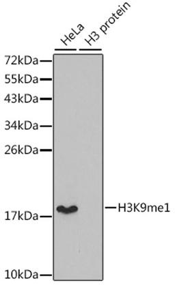 Western blot - MonoMethyl-Histone H3-K9 antibody (A2358)