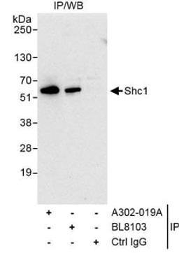 Detection of human Shc1 by western blot of immunoprecipitates.