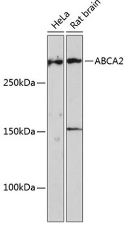 Western blot - ABCA2 Polyclonal Antibody (A16735)