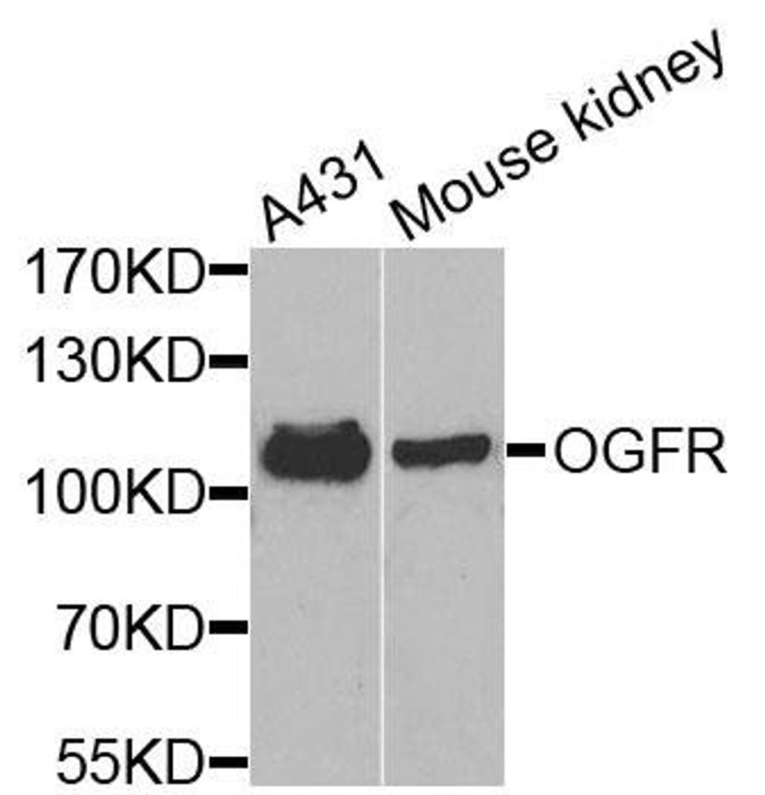 Western blot analysis of extracts of various cells using OGFR antibody