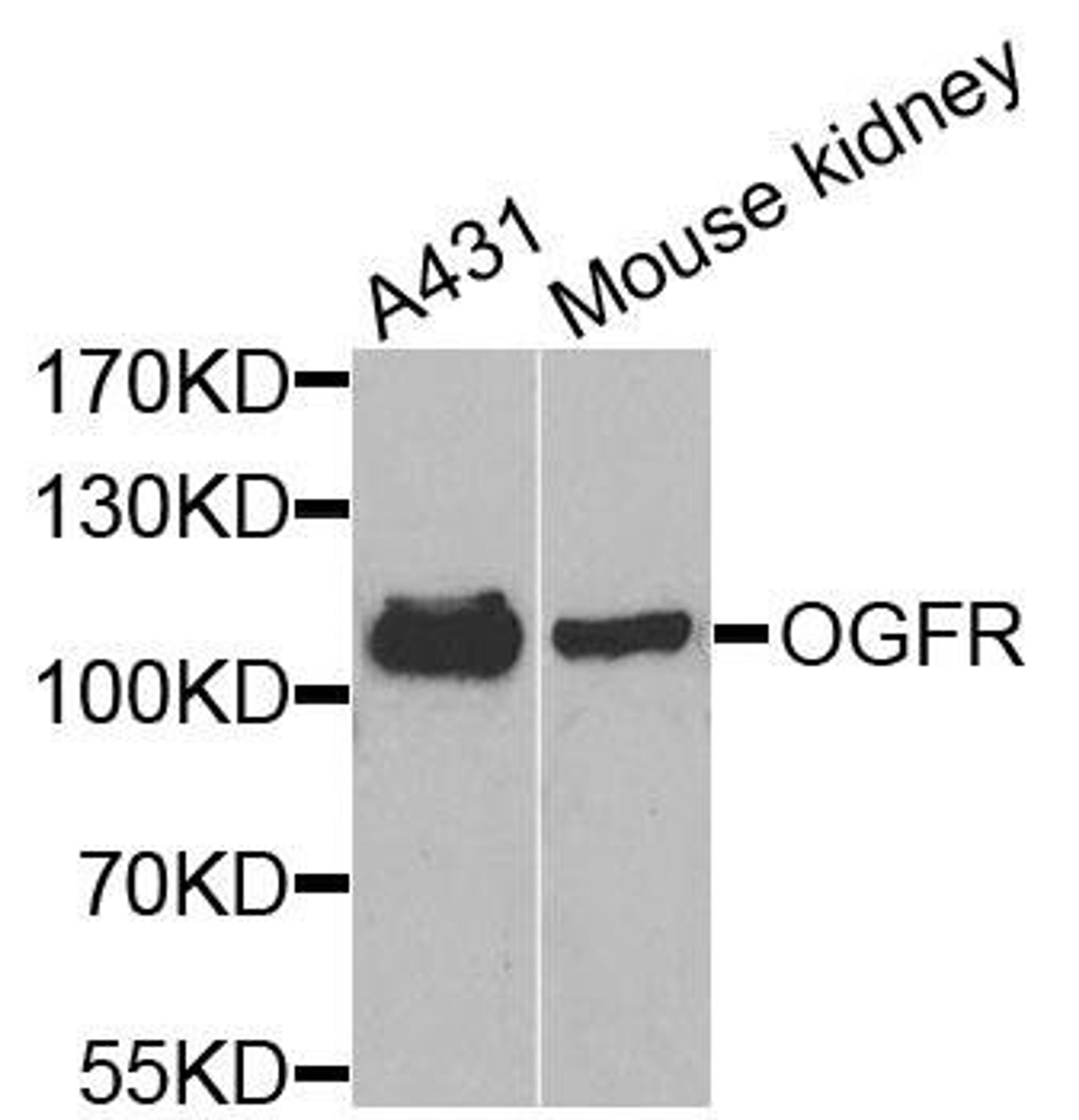 Western blot analysis of extracts of various cells using OGFR antibody