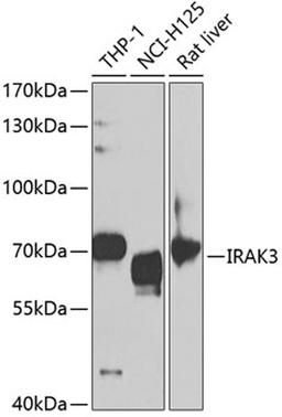 Western blot - IRAK3 antibody (A5467)