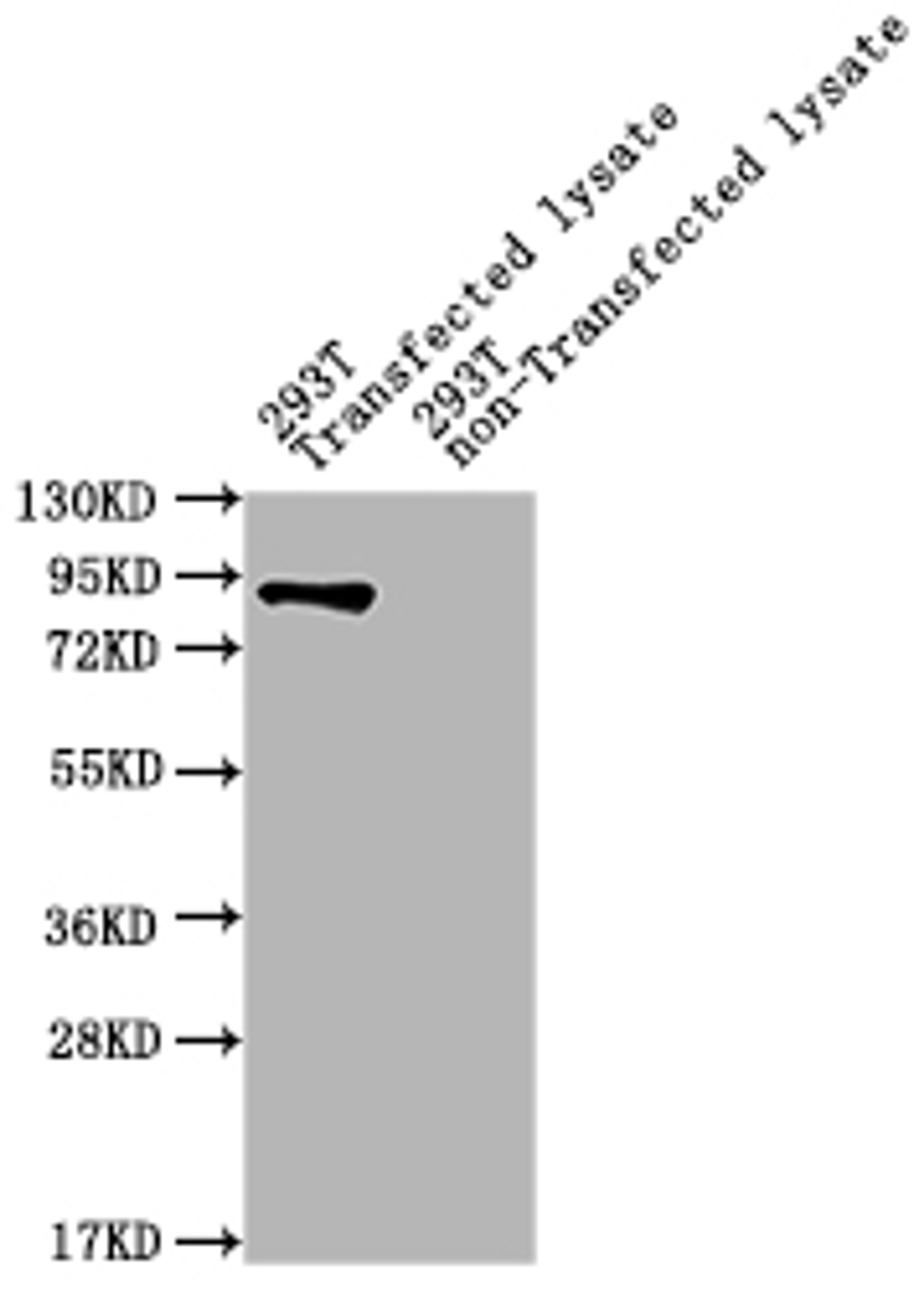 Western Blot. Positive WB detected in: ureB 293T Transfected lysate, 293T non-Transfected lysate. All lanes: ureB antibody at 1:2000. Secondary. Goat polyclonal to rabbit IgG at 1/50000 dilution. Predicted band size: 90 kDa. Observed band size: 90 kDa.