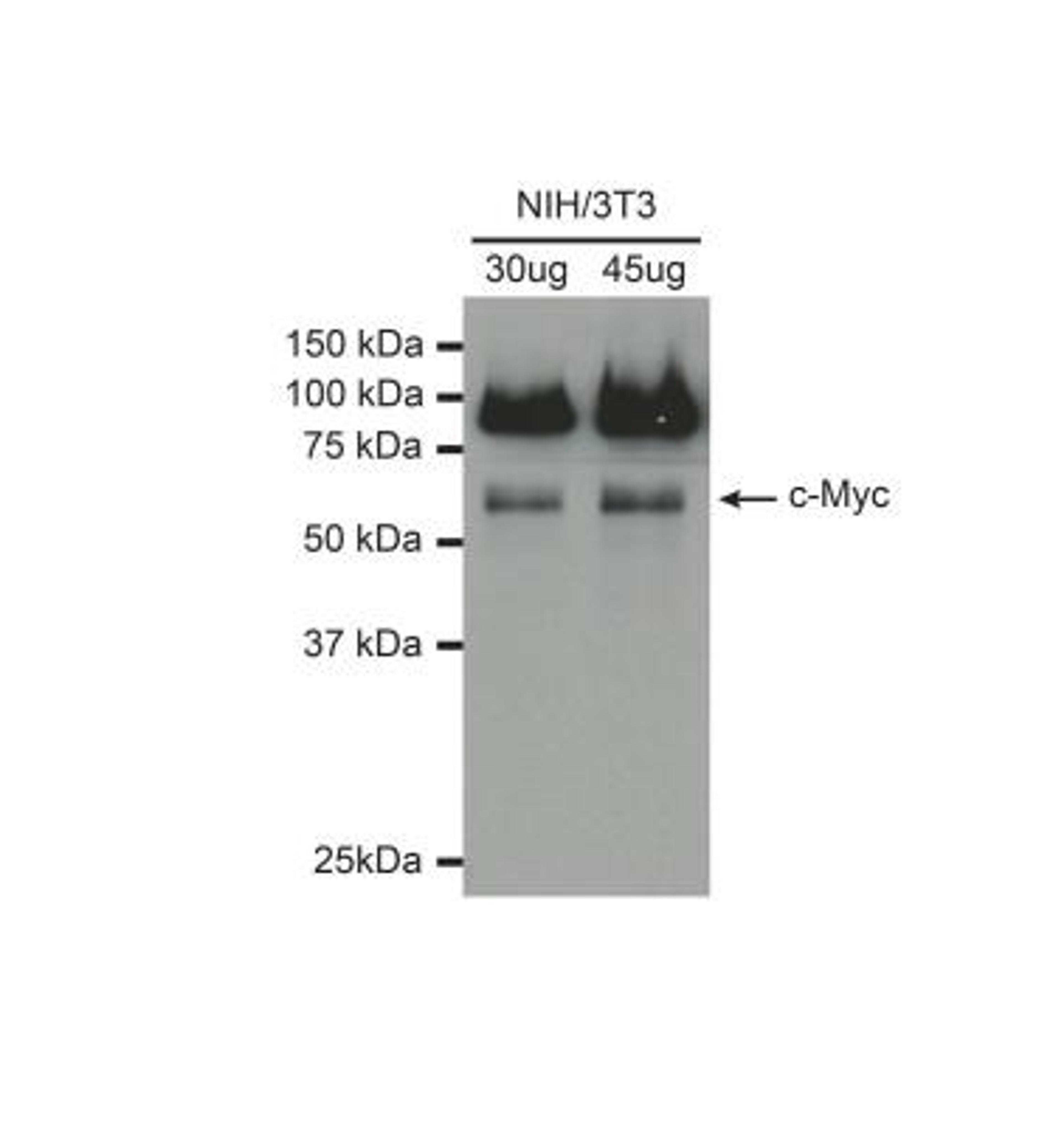 Western Blot: c-Myc Antibody [NB600-336] - Analysis using the HRP conjugate of NB600-336. Detection of c-Myc in NIH/3T3 cell lysates (30ug and 45ug per lane) using anti-c-Myc antibody. Image from verified customer review.