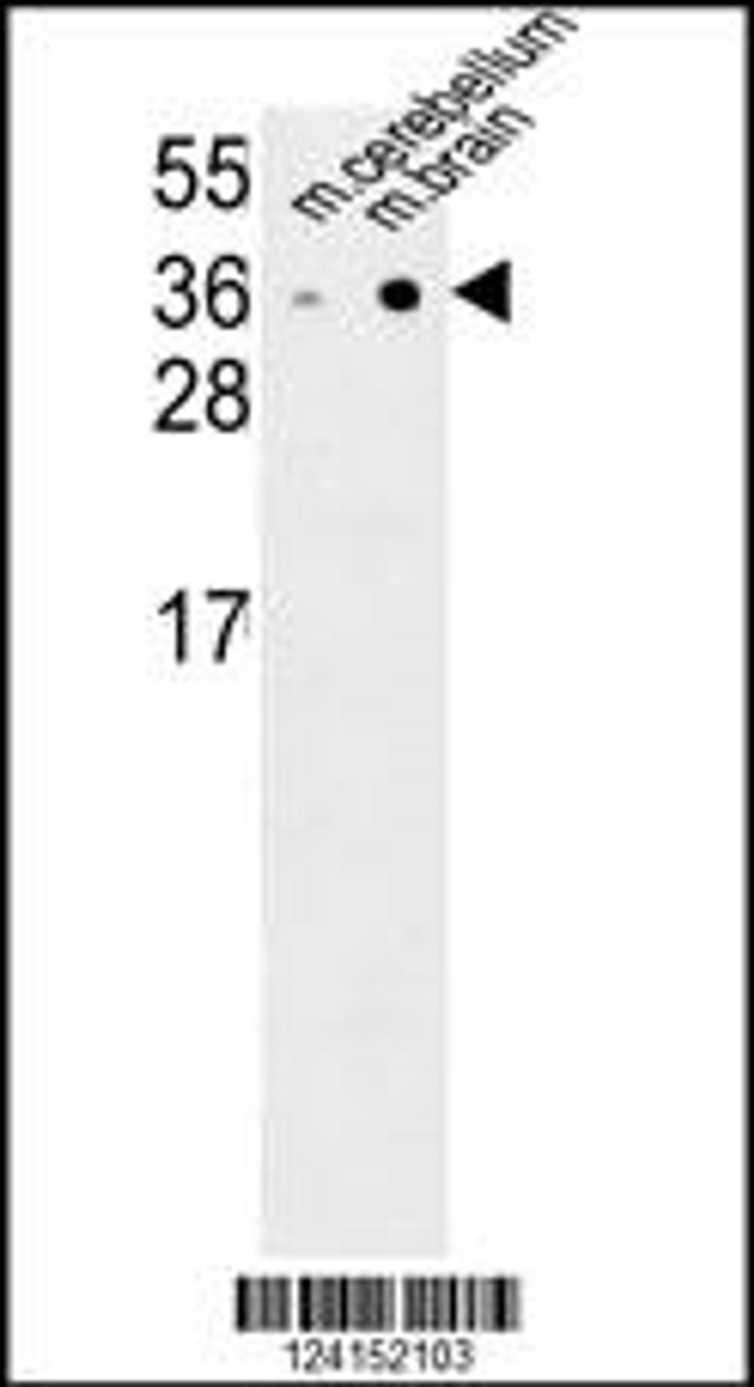 Western blot analysis in mouse cerebellum,brain tissue lysates (35ug/lane).