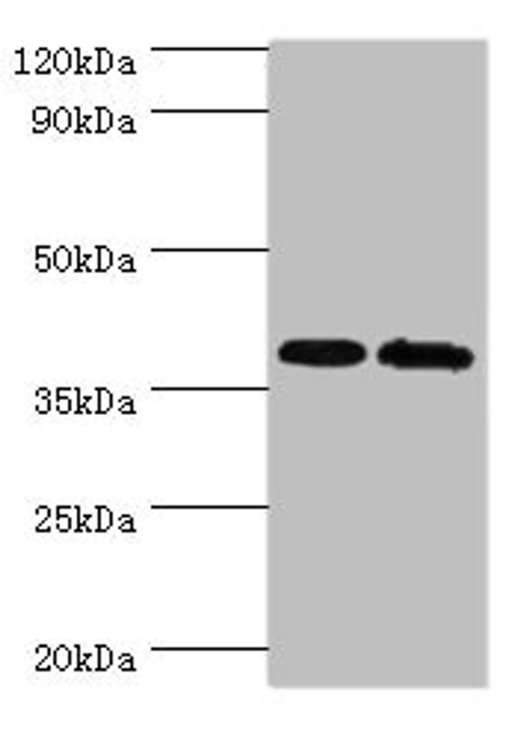 Western blot. All lanes: PBK antibody at 6ug/ml. Lane 1: Hela whole cell lysate. Lane 2: Mouse gonad tissue. Secondary. Goat polyclonal to rabbit IgG at 1/10000 dilution. Predicted band size: 37, 38 kDa. Observed band size: 37 kDa. 