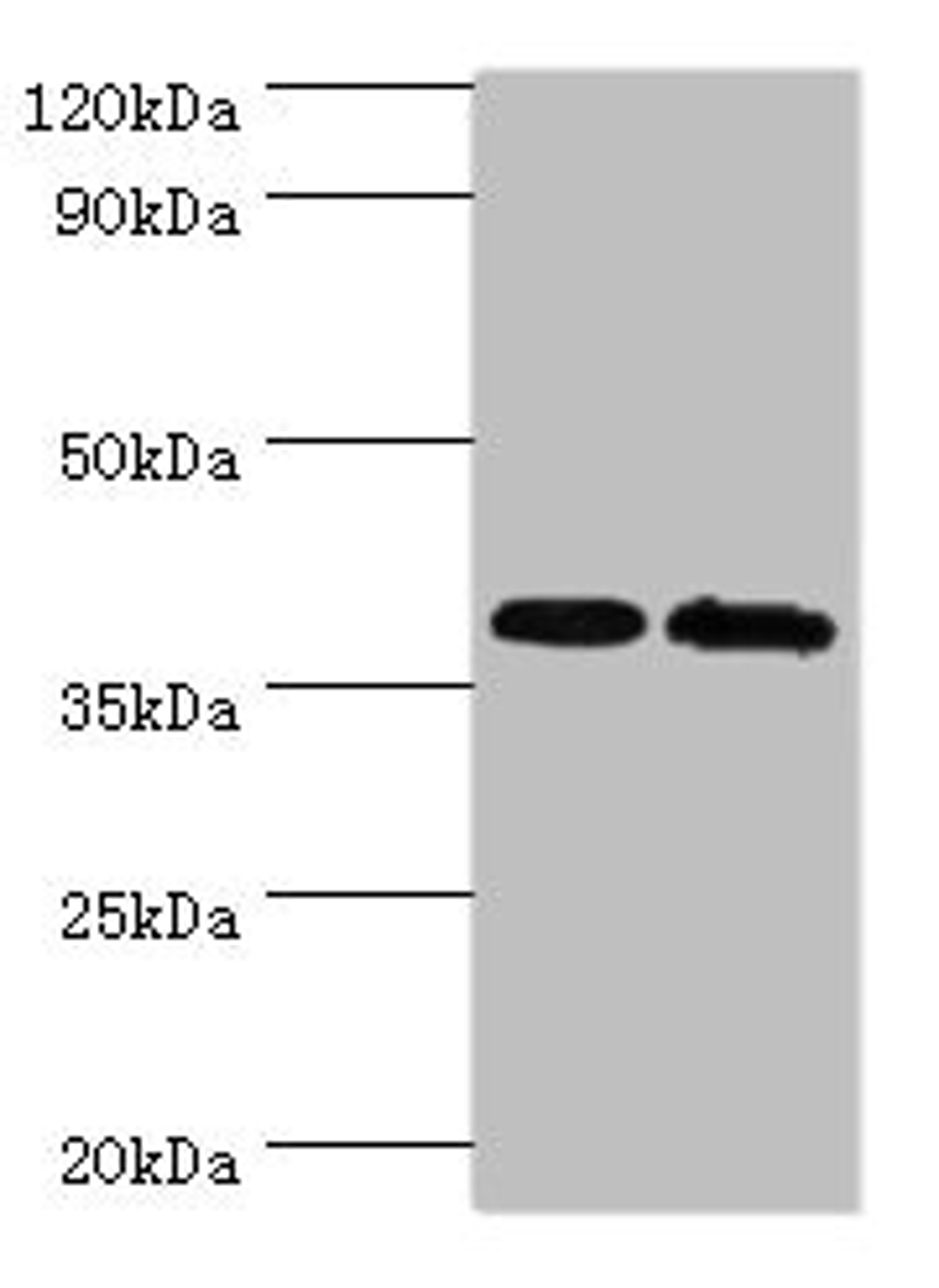 Western blot. All lanes: PBK antibody at 6ug/ml. Lane 1: Hela whole cell lysate. Lane 2: Mouse gonad tissue. Secondary. Goat polyclonal to rabbit IgG at 1/10000 dilution. Predicted band size: 37, 38 kDa. Observed band size: 37 kDa. 