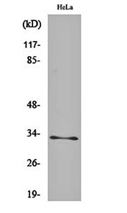 Western blot analysis of Hela cell lysates using MRP-L15 antibody