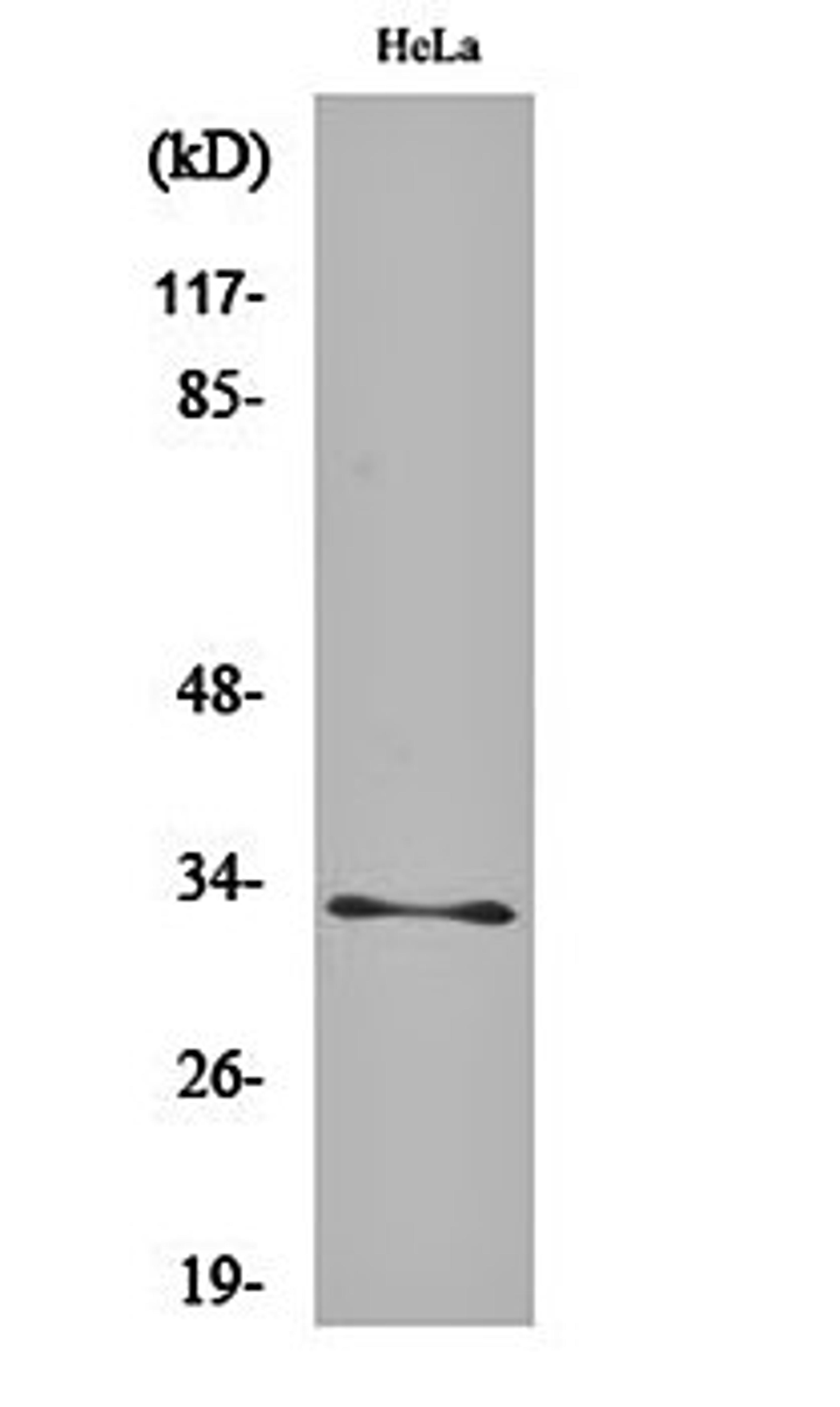 Western blot analysis of Hela cell lysates using MRP-L15 antibody