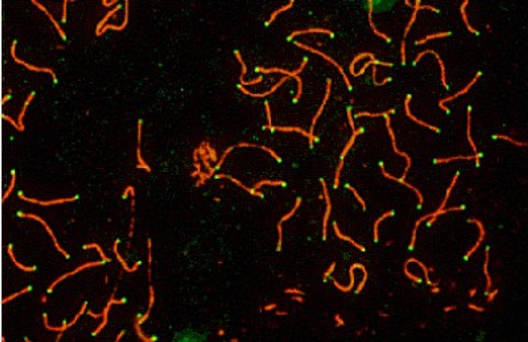 Immunocytochemistry/Immunofluorescence: SCP3 Antibody [NB300-231] - SCP3 labeled in mouse pachytene preparation (red), using NB 300-231. CDK2 staining, near teleomeres, is also present (green).