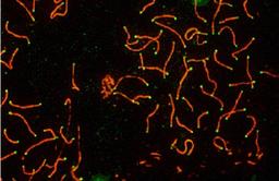 Immunocytochemistry/Immunofluorescence: SCP3 Antibody [NB300-231] - SCP3 labeled in mouse pachytene preparation (red), using NB 300-231. CDK2 staining, near teleomeres, is also present (green).