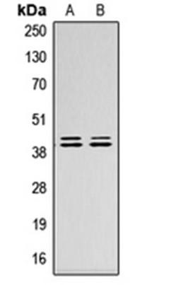 Western blot analysis of HepG2 (Lane 1), NIH3T3 (Lane 2) whole cell lysates using ERK1/2 antibody