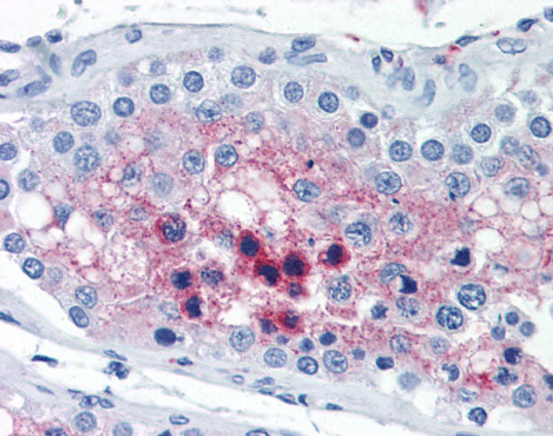 Immunohistochemistry staining of Cathepsin L2 in testis tissue using Cathepsin L2 monoclonal Antibody.