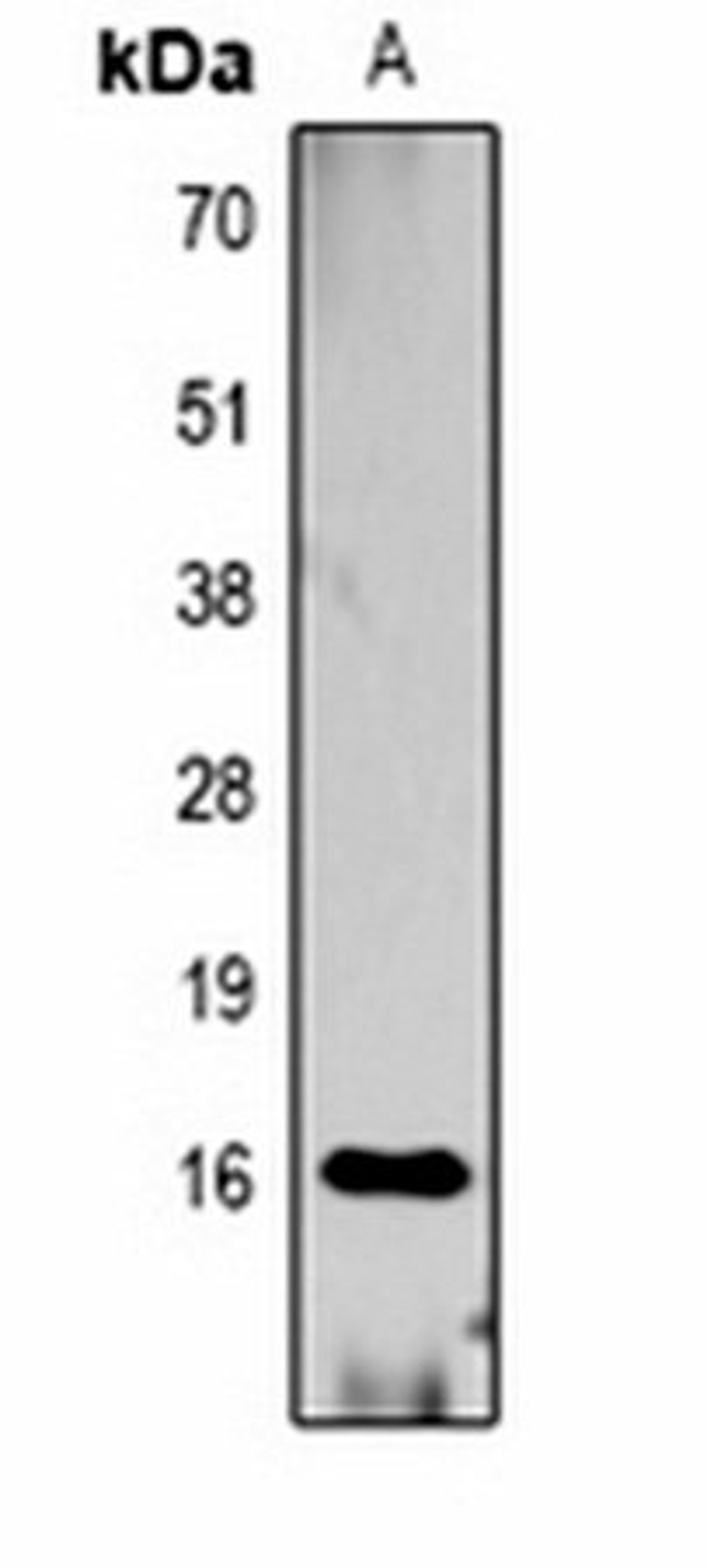 Western blot analysis of  Raw264.7 (Lane1) whole cell lysates using Histone H3 (MonoMethyl R2) antibody