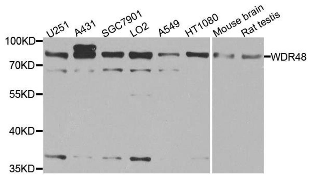 Western blot analysis of extracts of various cell lines using WDR48 antibody