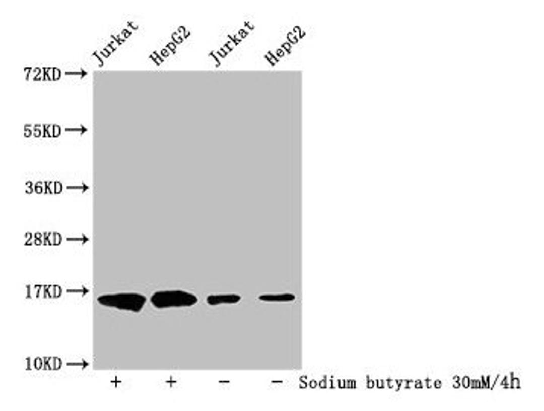 Western Blot. Detected samples: Jurkat whole cell lysate, HepG2 whole cell lysate; Untreated (-) or treated (+) with 30mM sodium butyrate for 4h. All lanes: HIST1H3A antibody at 1:500. Secondary. Goat polyclonal to rabbit IgG at 1/40000 dilution. Predicted band size: 16 kDa. Observed band size: 16 kDa