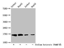Western Blot. Detected samples: Jurkat whole cell lysate, HepG2 whole cell lysate; Untreated (-) or treated (+) with 30mM sodium butyrate for 4h. All lanes: HIST1H3A antibody at 1:500. Secondary. Goat polyclonal to rabbit IgG at 1/40000 dilution. Predicted band size: 16 kDa. Observed band size: 16 kDa