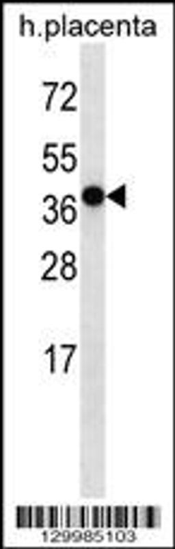 Western blot analysis in human placenta tissue lysates (35ug/lane).