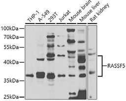 Western blot - RASSF5 antibody (A7389)