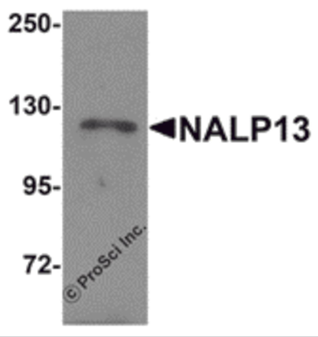 Western blot analysis of NALP13 in K562 cell lysate with NALP13 antibody at 1 &#956;g/mL.