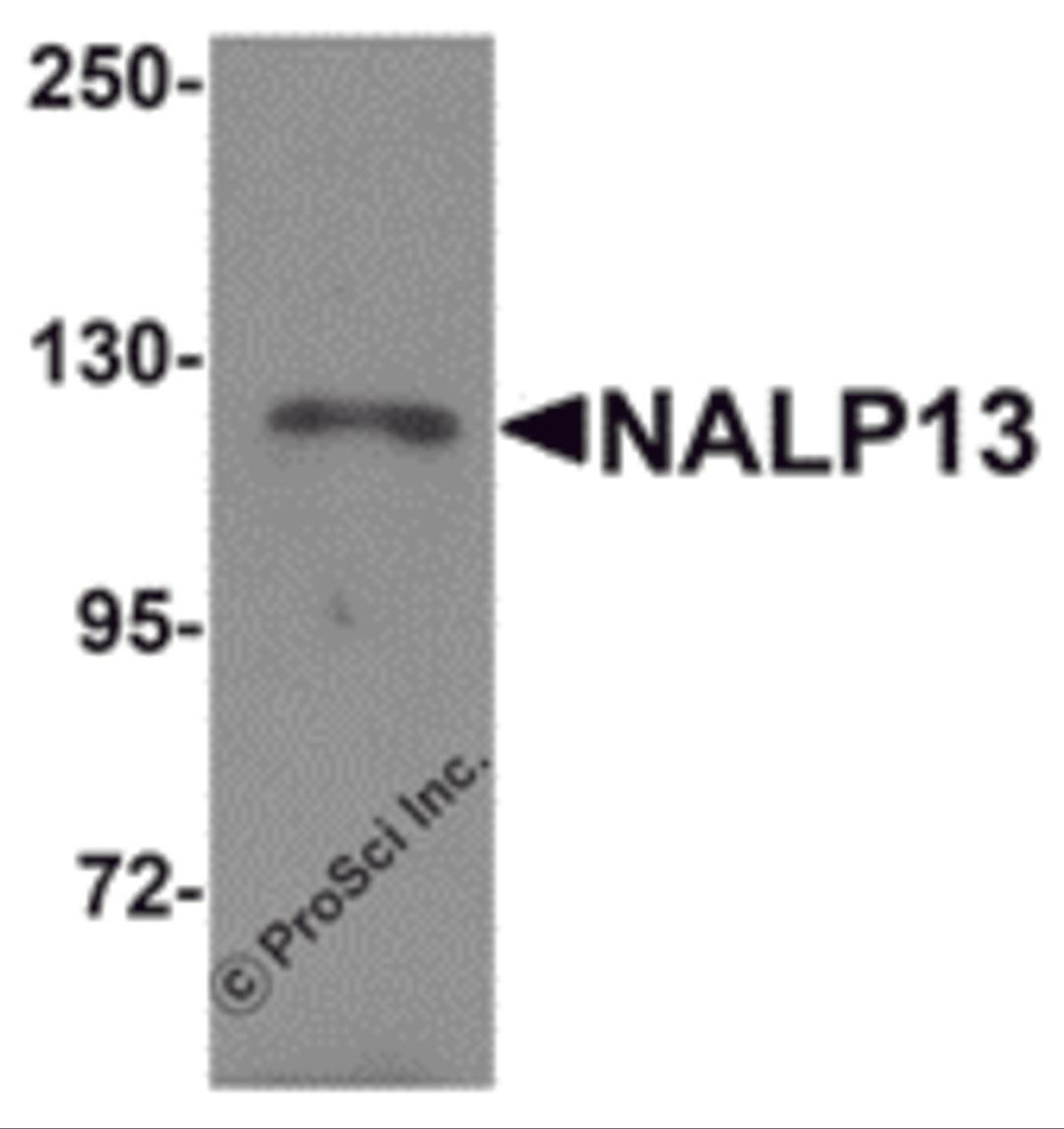 Western blot analysis of NALP13 in K562 cell lysate with NALP13 antibody at 1 μg/mL.