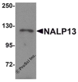 Western blot analysis of NALP13 in K562 cell lysate with NALP13 antibody at 1 μg/mL.