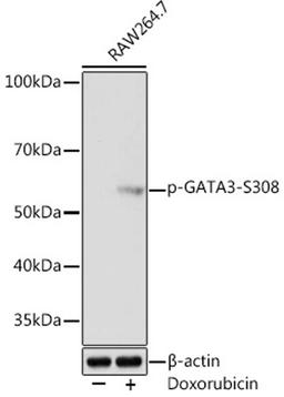 Western blot - Phospho-GATA3-S308 Rabbit mAb (AP1015)