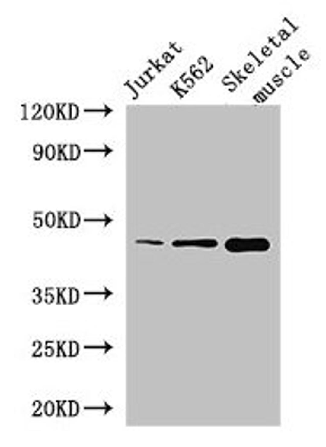 Western Blot. Positive WB detected in: Jurkat whole cell lysate, K562 whole cell lysate, Mouse skeletal muscle tissue. All lanes: MEIS1 antibody at 2.8µg/ml. Secondary. Goat polyclonal to rabbit IgG at 1/50000 dilution. Predicted band size: 44, 51 kDa. Observed band size: 44 kDa