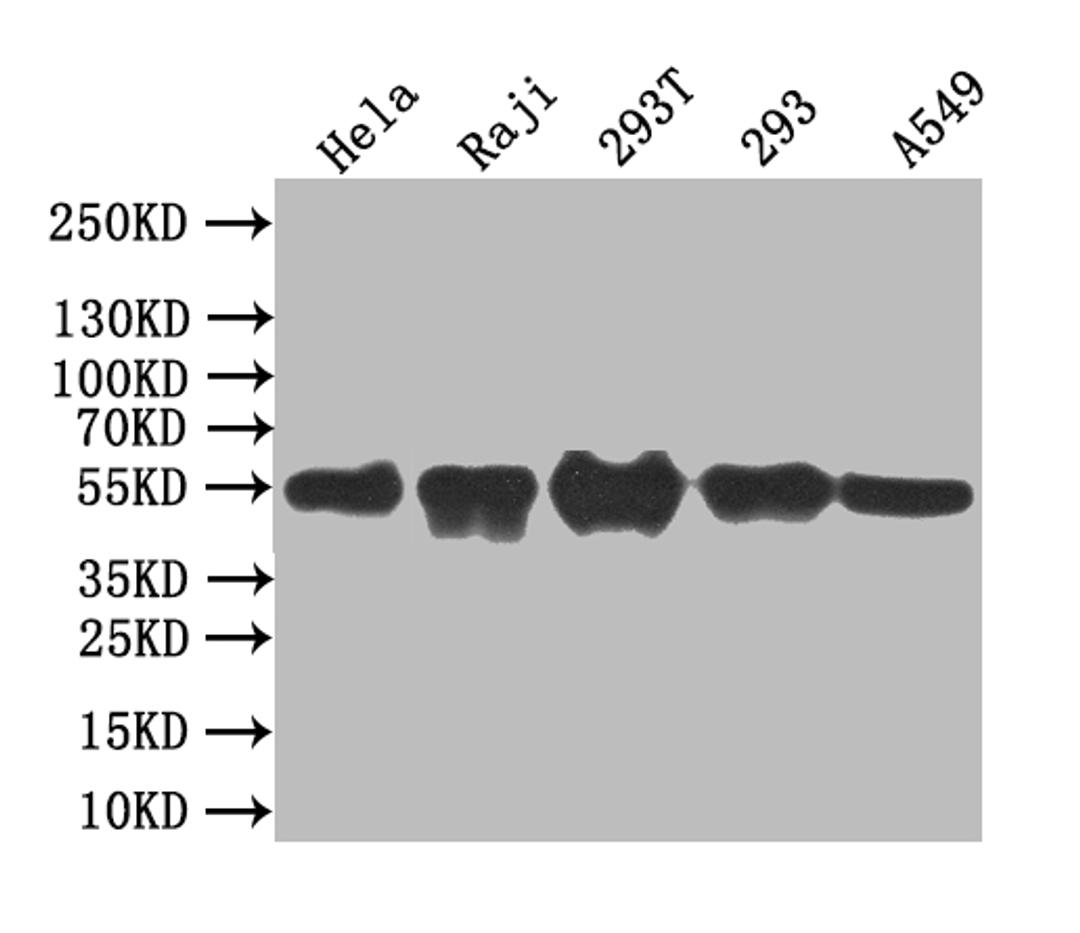 Western Blot. Positive WB detected in: Mouse heart tissue. All lanes: BCL3 antibody at 3.2ug/ml. Secondary. Goat polyclonal to rabbit IgG at 1/50000 dilution. Predicted band size: 48 kDa. Observed band size: 60 kDa.