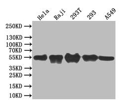 Western Blot. Positive WB detected in: Mouse heart tissue. All lanes: BCL3 antibody at 3.2ug/ml. Secondary. Goat polyclonal to rabbit IgG at 1/50000 dilution. Predicted band size: 48 kDa. Observed band size: 60 kDa.