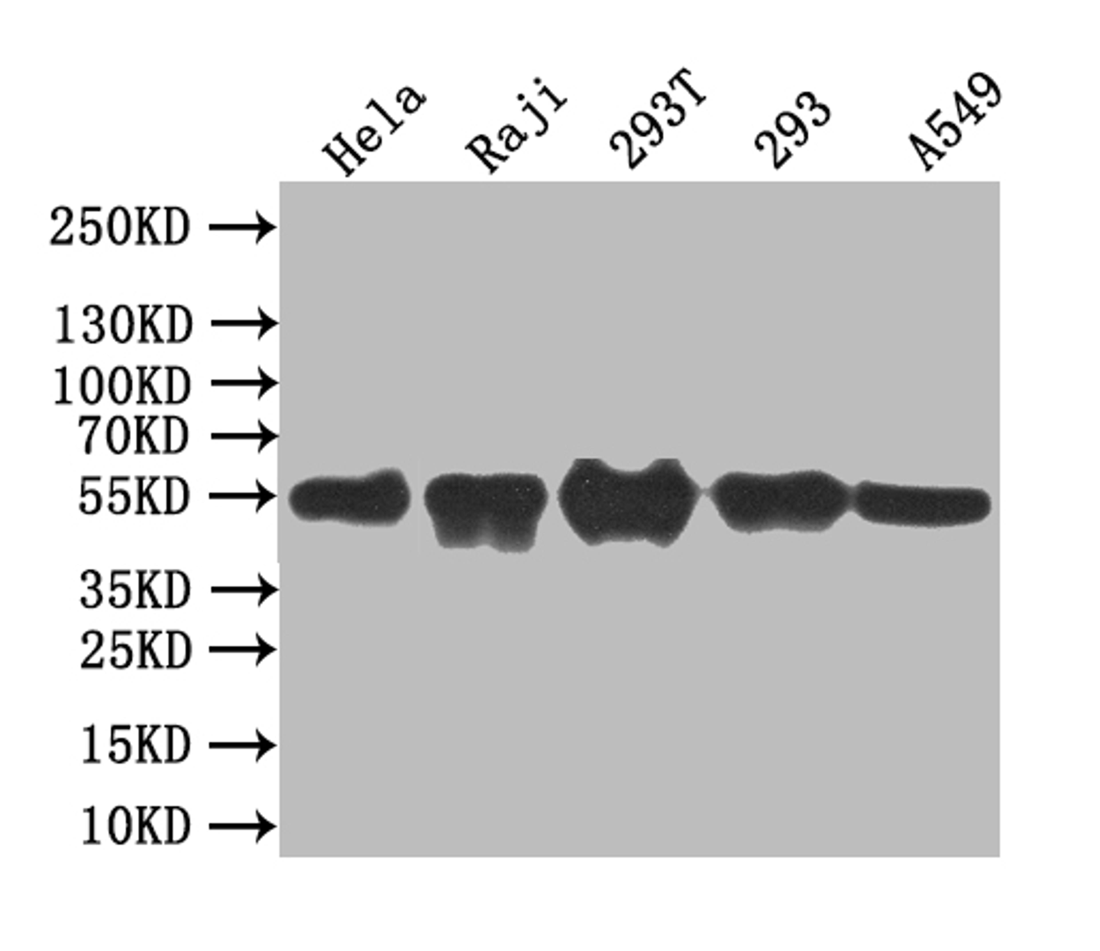 Western Blot. Positive WB detected in: Mouse heart tissue. All lanes: BCL3 antibody at 3.2ug/ml. Secondary. Goat polyclonal to rabbit IgG at 1/50000 dilution. Predicted band size: 48 kDa. Observed band size: 60 kDa.