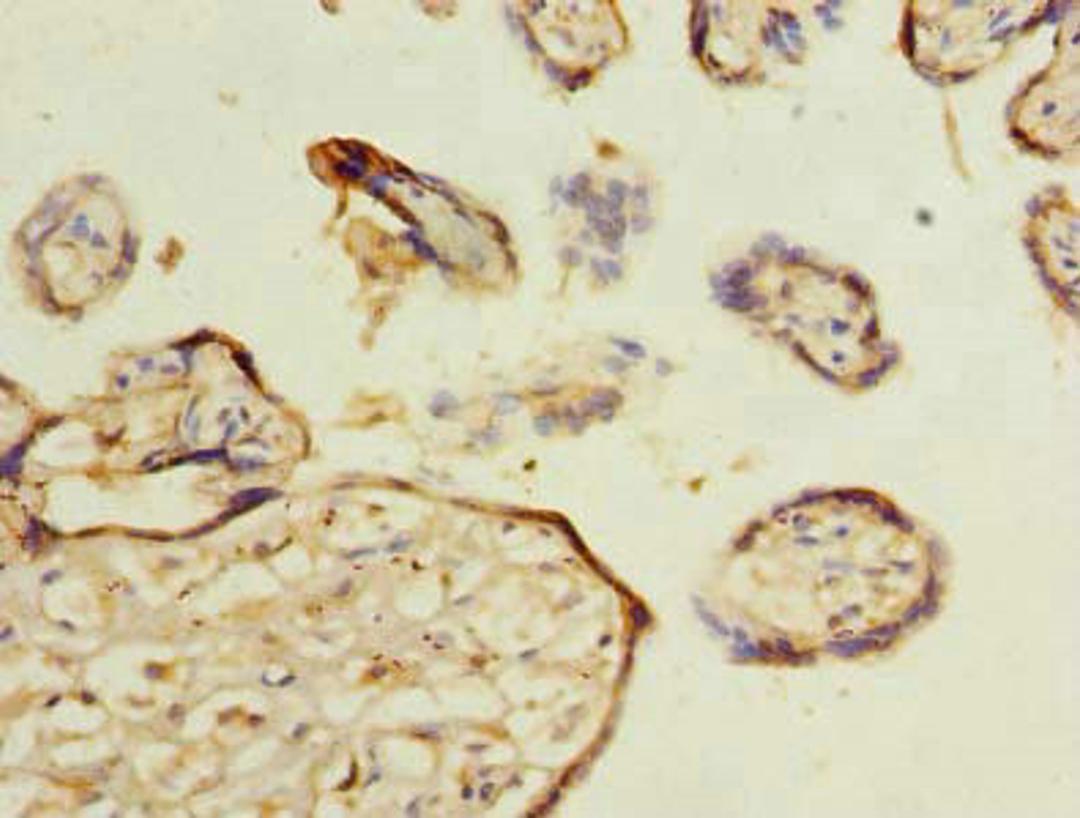 Immunohistochemistry of paraffin-embedded human placenta tissue using CSB-PA014643LA01HU at dilution of 1:100