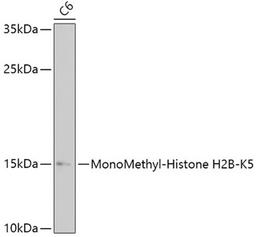 Western blot - MonoMethyl-Histone H2B-K5 antibody (A17552)