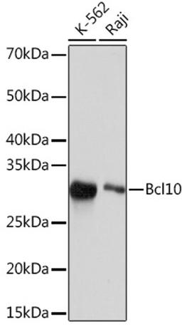 Western blot - Bcl10 Rabbit mAb (A4520)