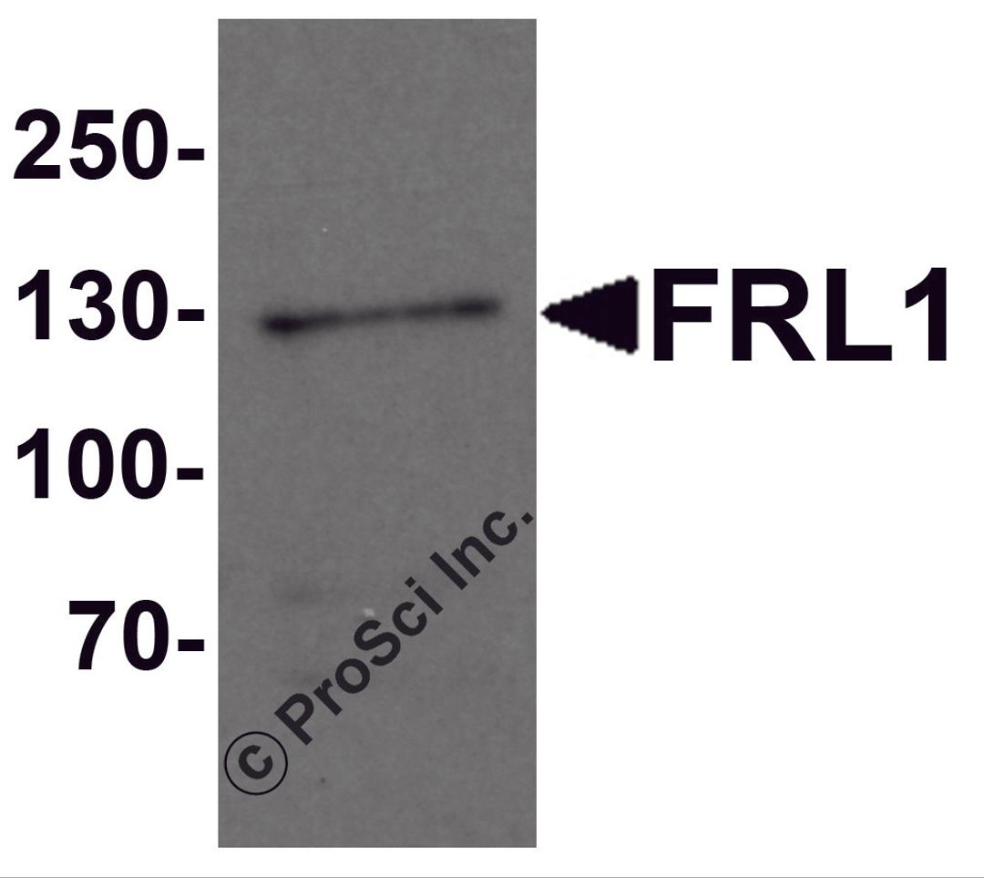 Western blot analysis of FRL1 in EL4 cell lysate with FRL1 antibody at 1 μg/mL.