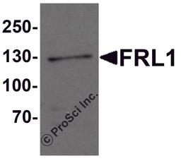 Western blot analysis of FRL1 in EL4 cell lysate with FRL1 antibody at 1 μg/mL.