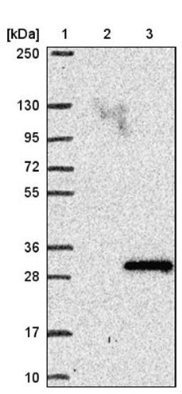 Western Blot: C11orf51 Antibody [NBP1-84151] - Lane 1: Marker [kDa] 250, 130, 95, 72, 55, 36, 28, 17, 10<br/>Lane 2: Negative control (vector only transfected HEK293T lysate)<br/>Lane 3: Over-expression lysate (Co-expressed with a C-terminal myc-DDK tag (~3.1 kDa) in mammalian HEK293T cells, LY415516)