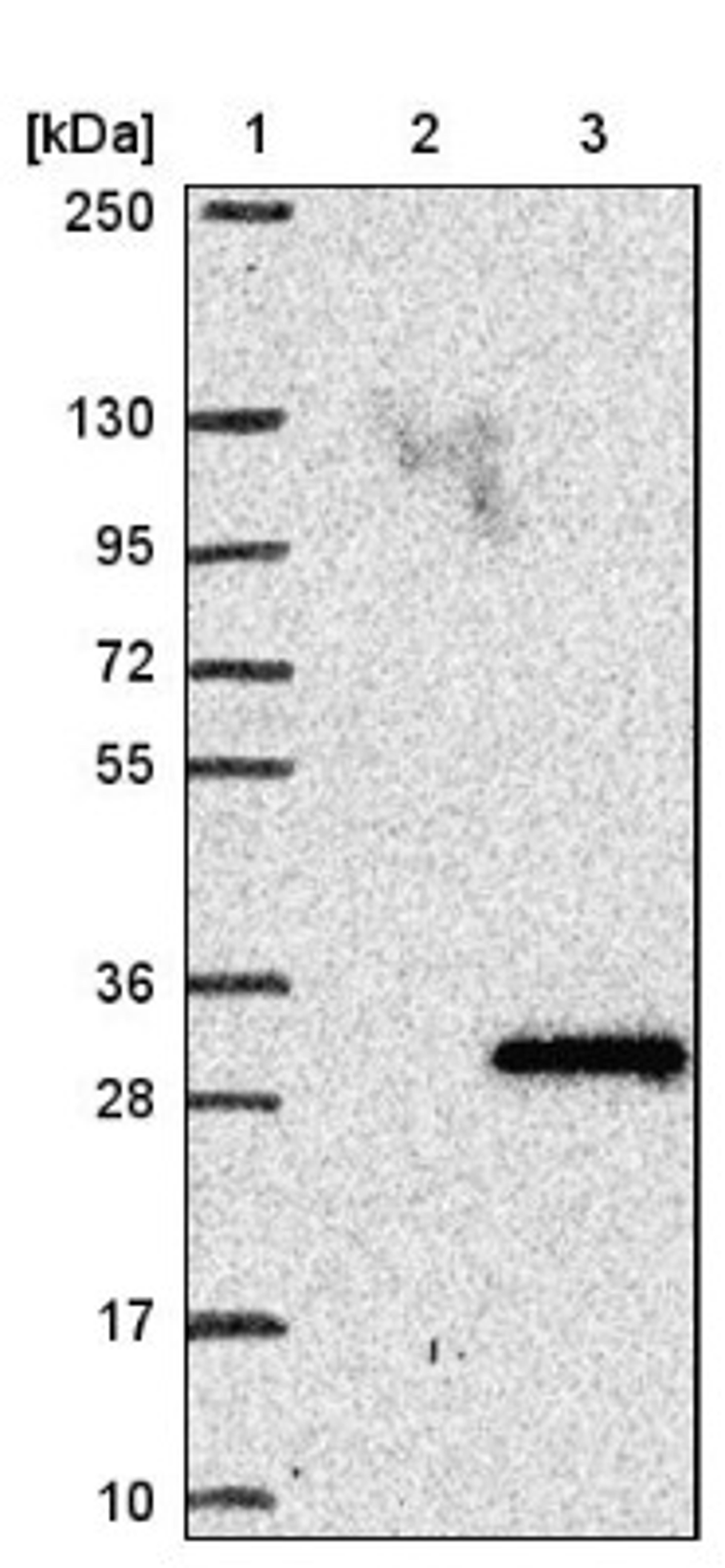 Western Blot: C11orf51 Antibody [NBP1-84151] - Lane 1: Marker [kDa] 250, 130, 95, 72, 55, 36, 28, 17, 10<br/>Lane 2: Negative control (vector only transfected HEK293T lysate)<br/>Lane 3: Over-expression lysate (Co-expressed with a C-terminal myc-DDK tag (~3.1 kDa) in mammalian HEK293T cells, LY415516)