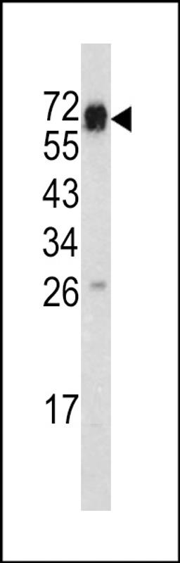 Western blot analysis of in mouse heart tissue lysates (35ug/lane)