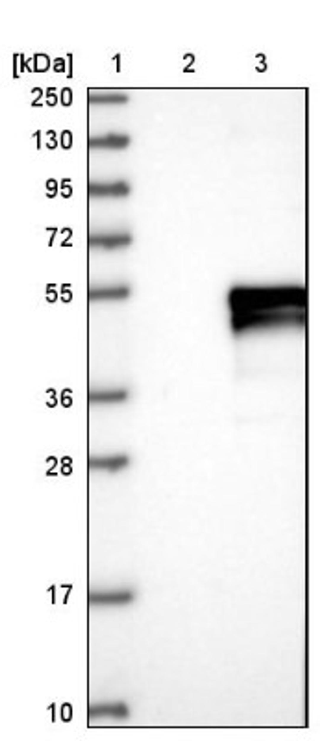 Western Blot: WNT8A Antibody [NBP1-86853] - Lane 1: Marker [kDa] 250, 130, 95, 72, 55, 36, 28, 17, 10<br/>Lane 2: Negative control (vector only transfected HEK293T lysate)<br/>Lane 3: Over-expression lysate (Co-expressed with a C-terminal myc-DDK tag (~3.1 kDa) in mammalian HEK293T cells, LY403304)