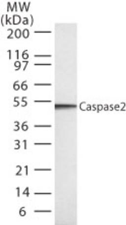 Western Blot: Caspase 2 Antibody (18E809.3) [NB100-56686] - Western blot analysis for human Caspase-2 using NB100-56686 at 1:1000 on 20 ugs of HL60 whole cell lysate