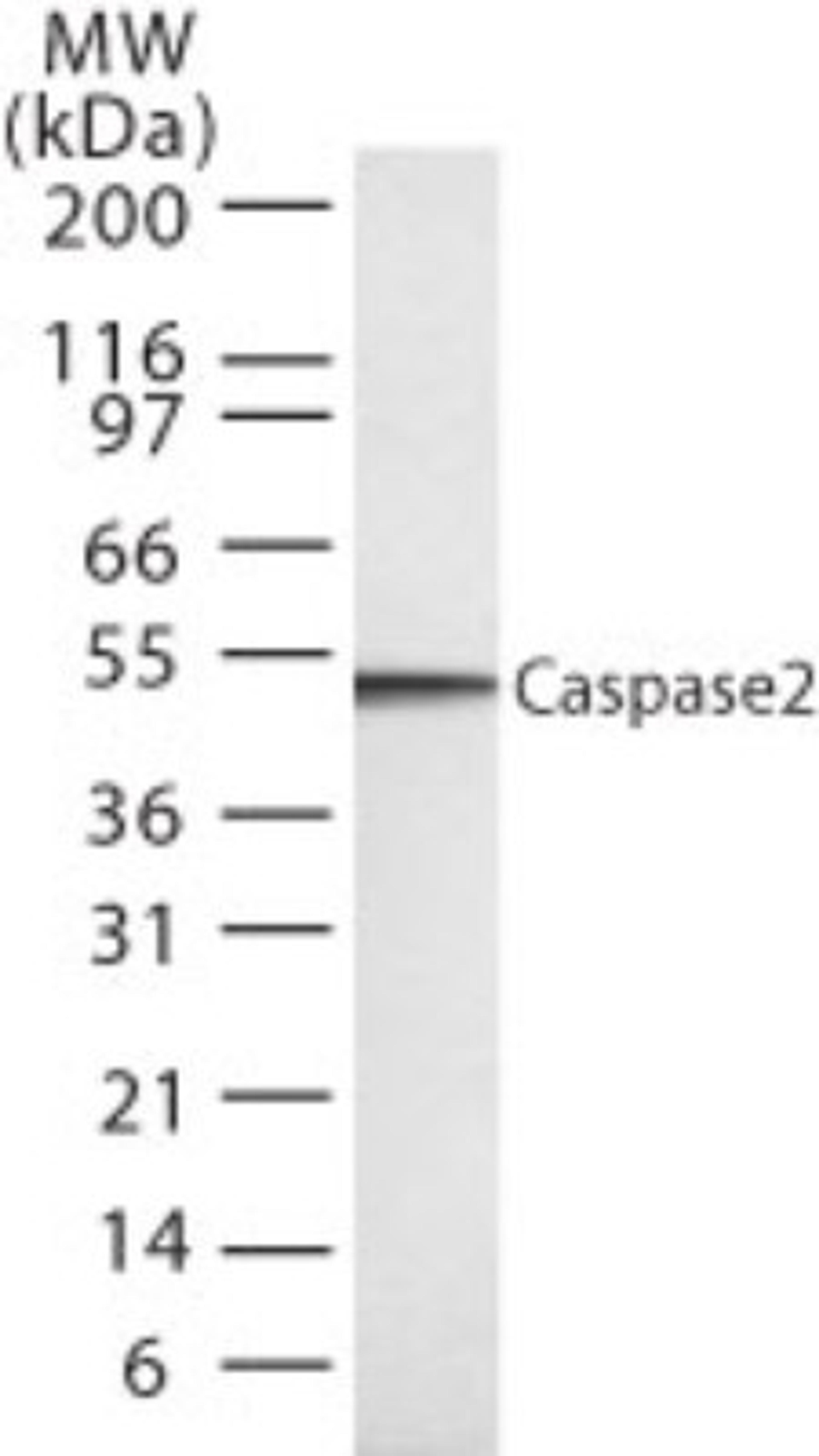 Western Blot: Caspase 2 Antibody (18E809.3) [NB100-56686] - Western blot analysis for human Caspase-2 using NB100-56686 at 1:1000 on 20 ugs of HL60 whole cell lysate