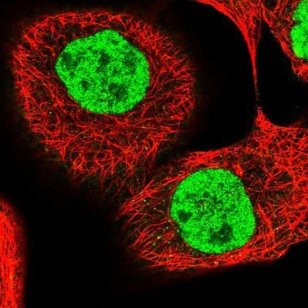 Immunocytochemistry/Immunofluorescence: PPRC1 Antibody [NBP1-82985] - Staining of human cell line A-431 shows positivity in nucleus but not nucleoli.